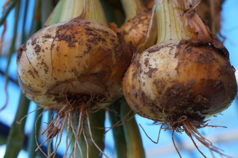 Exploring the Link Between Nutrition and Joint Health