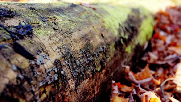 How To Fix Crashes In Reddy Anna 11Xplay Login App?